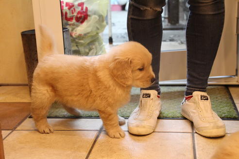 成約済の愛知県のゴールデンレトリーバー-39248の2枚目