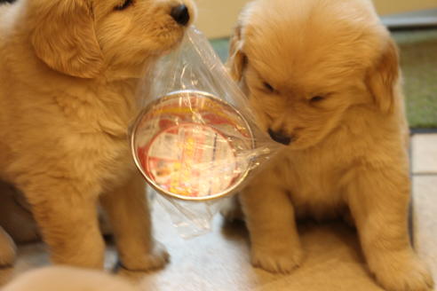 成約済の愛知県のゴールデンレトリーバー-39248の1枚目