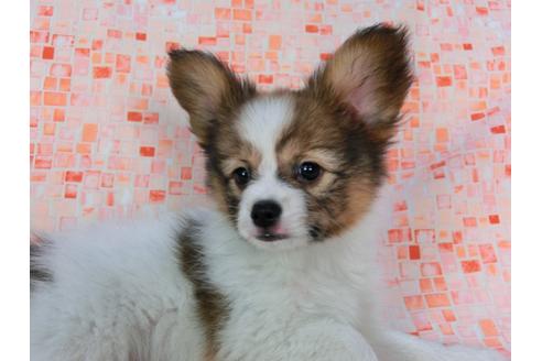 成約済の千葉県のパピヨン-37535の3枚目