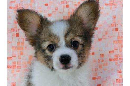 成約済の千葉県のパピヨン-37535の4枚目