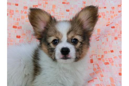 成約済の千葉県のパピヨン-37535の1枚目