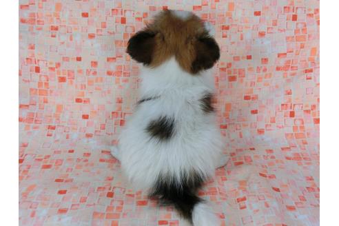 成約済の千葉県のパピヨン-37535の2枚目