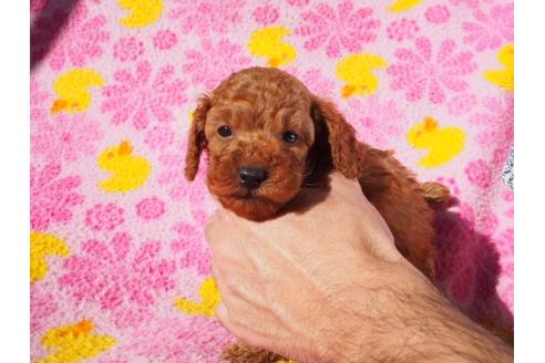 成約済の茨城県のトイプードル-39977の2枚目