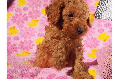 成約済の茨城県のトイプードル-39977の4枚目