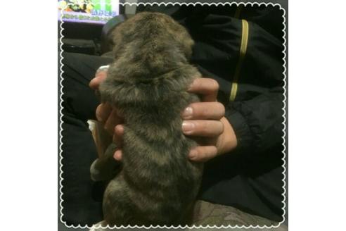 成約済の北海道のミックス犬-40015の1枚目