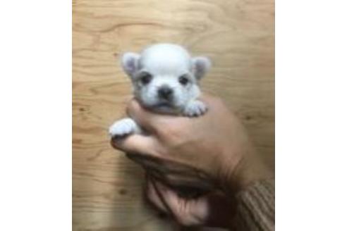 成約済の静岡県のチワワ(ロングコート)-40031の2枚目