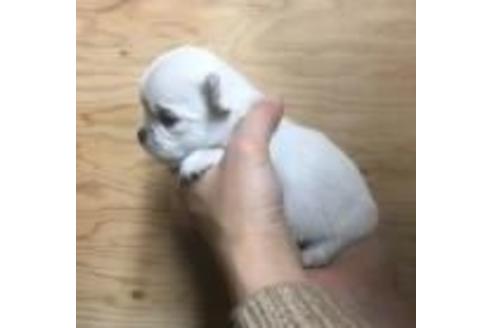 成約済の静岡県のチワワ(ロングコート)-40031の1枚目