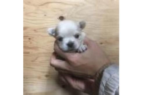 成約済の静岡県のチワワ(ロングコート)-40035の2枚目