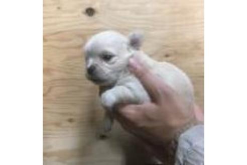 成約済の静岡県のチワワ(ロングコート)-40035の1枚目