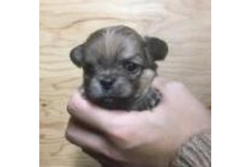 成約済の静岡県のチワワ(ロングコート)-40038の2枚目