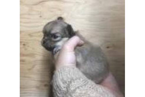 成約済の静岡県のチワワ(ロングコート)-40038の1枚目