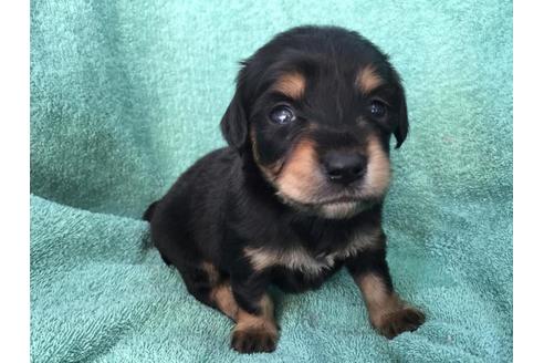 成約済の茨城県のミックス犬-40048の1枚目