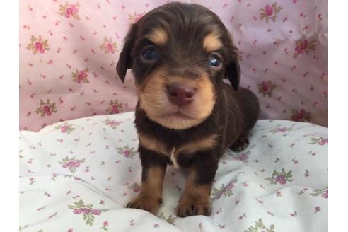 成約済の茨城県のミックス犬-40049の1枚目