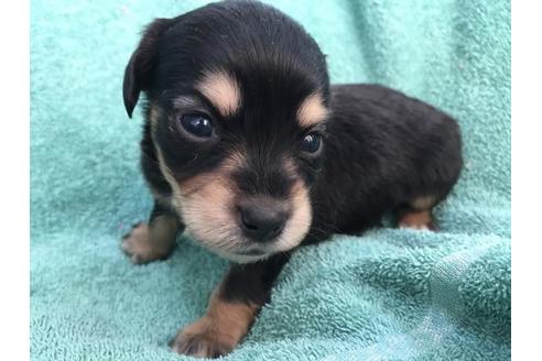 成約済の茨城県のミックス犬-40050の1枚目