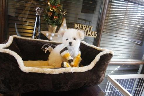 成約済の埼玉県のトイプードル-39215の4枚目