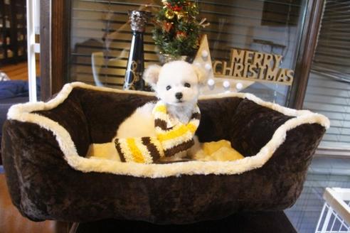 成約済の埼玉県のトイプードル-39215の5枚目