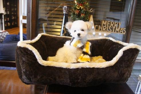 成約済の埼玉県のトイプードル-39215の1枚目