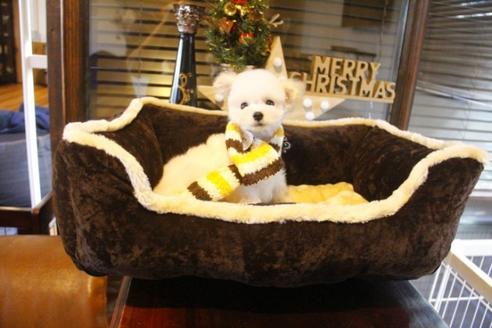 成約済の埼玉県のトイプードル-39215の2枚目