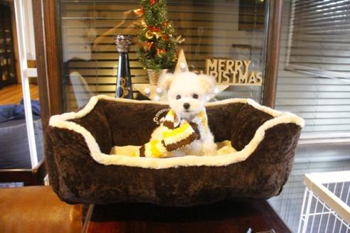 成約済の埼玉県のトイプードル-39215の3枚目