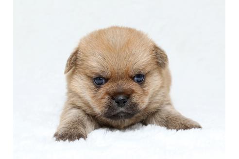 成約済の栃木県のミックス犬-40082の2枚目