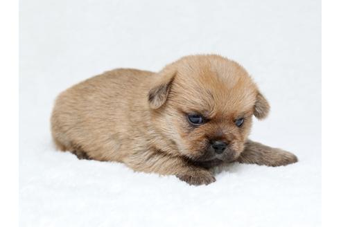 成約済の栃木県のミックス犬-40082の3枚目