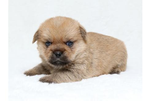 成約済の栃木県のミックス犬-40082の1枚目