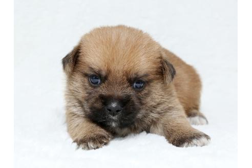 成約済の栃木県のミックス犬-40083の1枚目