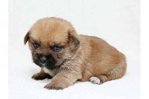 成約済の栃木県のミックス犬-40083の2枚目