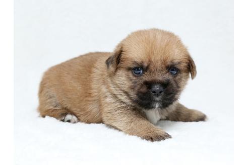 成約済の栃木県のミックス犬-40083の3枚目