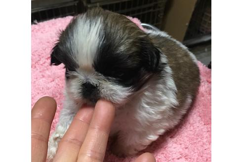 成約済の福岡県のペキニーズ-40085の5枚目