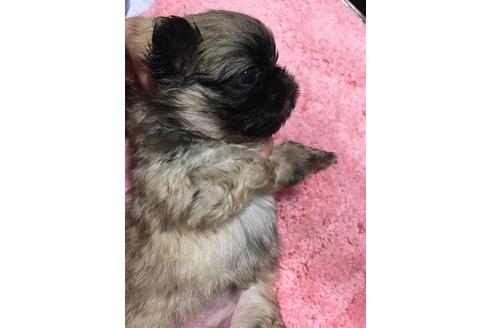 成約済の福岡県のペキニーズ-40086の3枚目