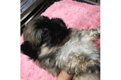 成約済の福岡県のペキニーズ-40086の1枚目