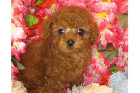 成約済の茨城県のトイプードル-40091の5枚目