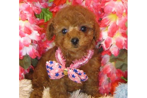 成約済の茨城県のトイプードル-40091の1枚目