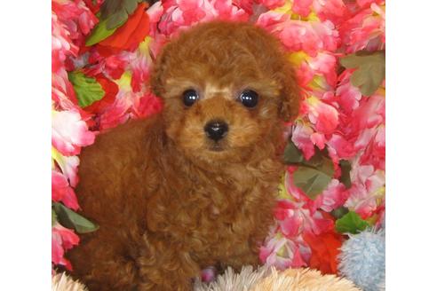 成約済の茨城県のトイプードル-40091の2枚目