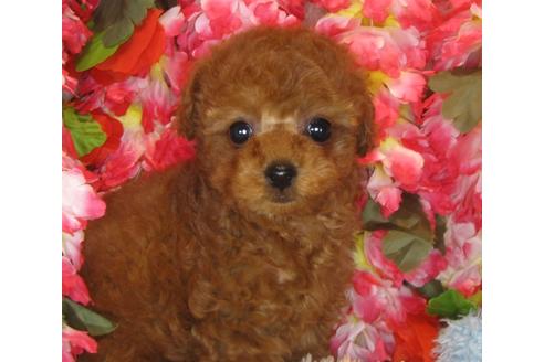 成約済の茨城県のトイプードル-40091の3枚目