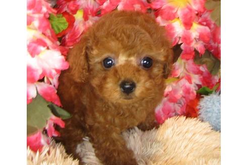 成約済の茨城県のトイプードル-40091の4枚目