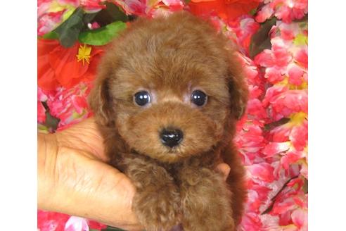 成約済の茨城県のトイプードル-40092の5枚目