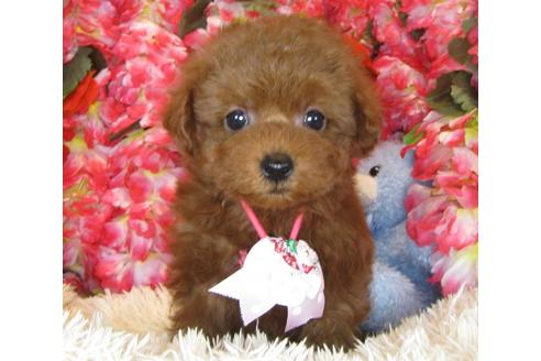 成約済の茨城県のトイプードル-40092の2枚目