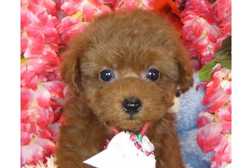 成約済の茨城県のトイプードル-40092の3枚目