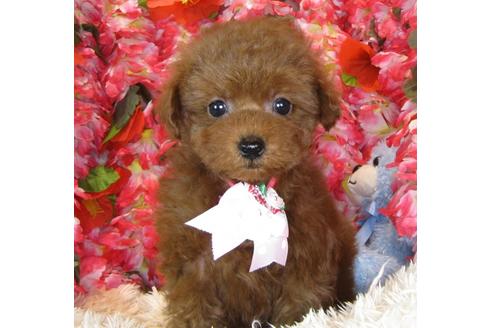 成約済の茨城県のトイプードル-40092の4枚目