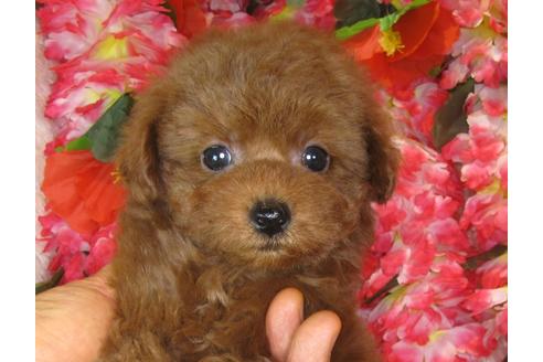 成約済の茨城県のトイプードル-40092の1枚目