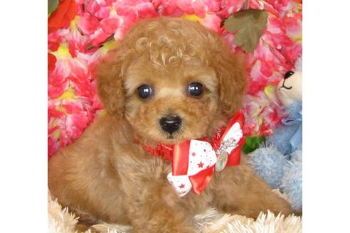 成約済の茨城県のトイプードル-40093の4枚目