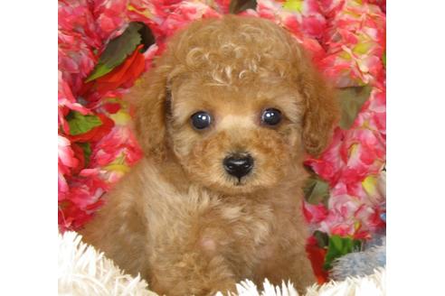 成約済の茨城県のトイプードル-40093の5枚目