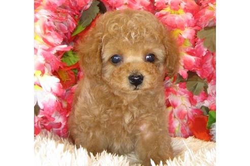 成約済の茨城県のトイプードル-40093の1枚目