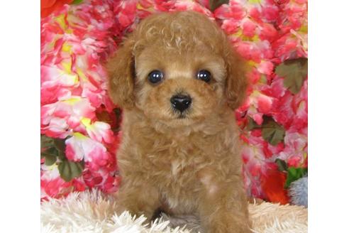 成約済の茨城県のトイプードル-40093の2枚目