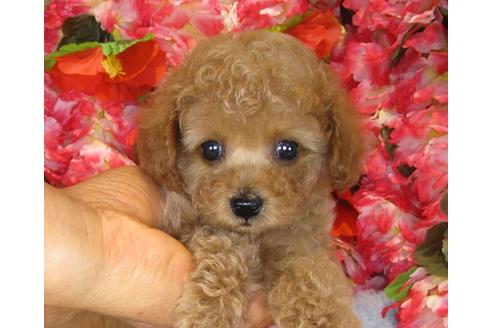 成約済の茨城県のトイプードル-40093の3枚目