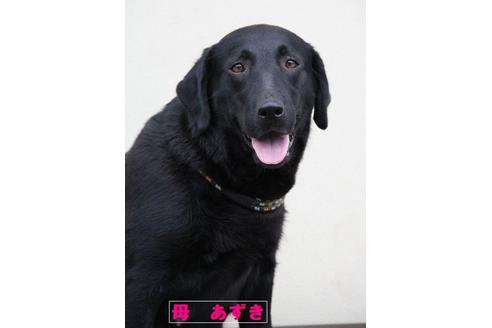成約済の茨城県のラブラドールレトリーバー-39280の4枚目