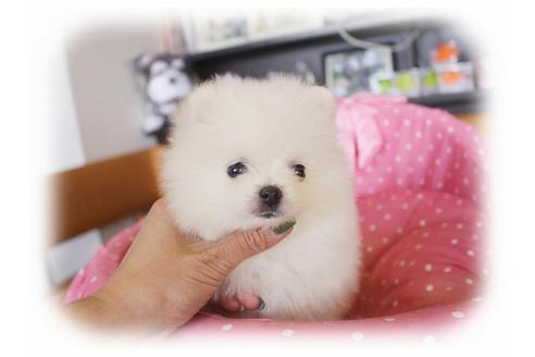 成約済の大阪府のポメラニアン-40116の2枚目