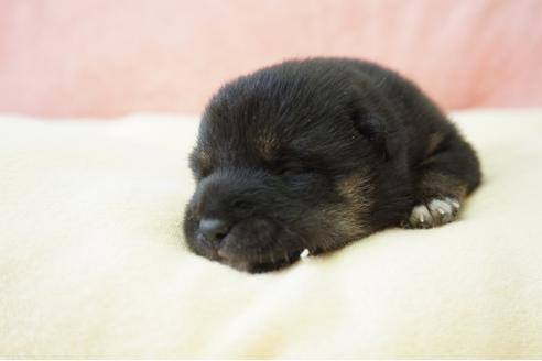 成約済の奈良県の柴犬-40156の5枚目